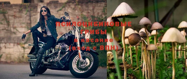 шишки Няндома
