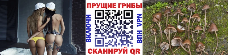 Псилоцибиновые грибы Psilocybe  Купить  Зарайск 